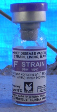 F-Strain